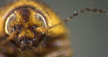 Media type: image;   Entomology 8398 Aspect: head frontal view